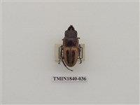 藏品(菲律賓產昆蟲)的圖片